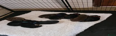 Dobermann Puppy 3