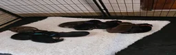 Dobermann dogs for sale: Just 3 puppies still available for reservation.  - Advert 40