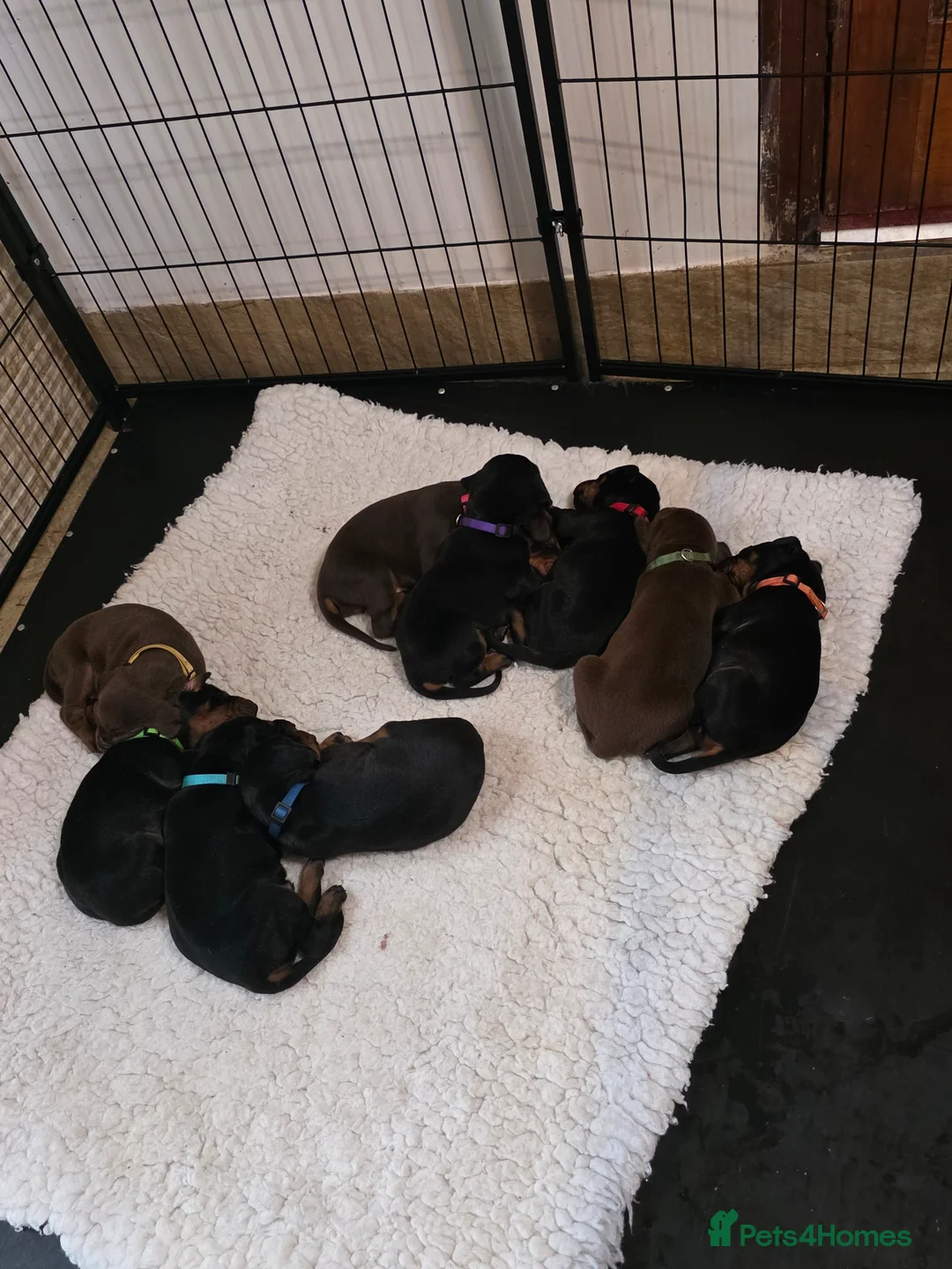 Dobermann dogs for sale: Just 3 puppies still available for reservation.  - Advert 40