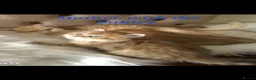 British Longhair cats for sale: British Longhair/Shorthair black golden shaded  - Advert 28