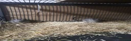 Degus rodents for sale: Young degus blue and brown boys and girls - Advert 8
