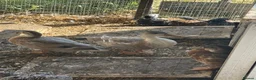Ducks poultry for sale: Miniature silver appleyard ducks  - Advert 3