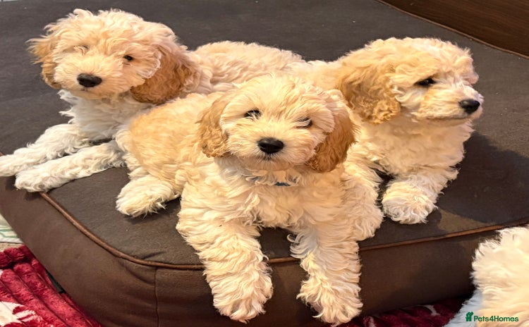 Cockapoo dogs - Advert 8