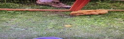 Guinea Pig rodents for sale: Male Brown Guinea pig  - Advert 4