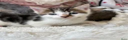 Domestic Shorthair cats for sale: 7 Bundles of fur 🤍🐾 - Advert 8