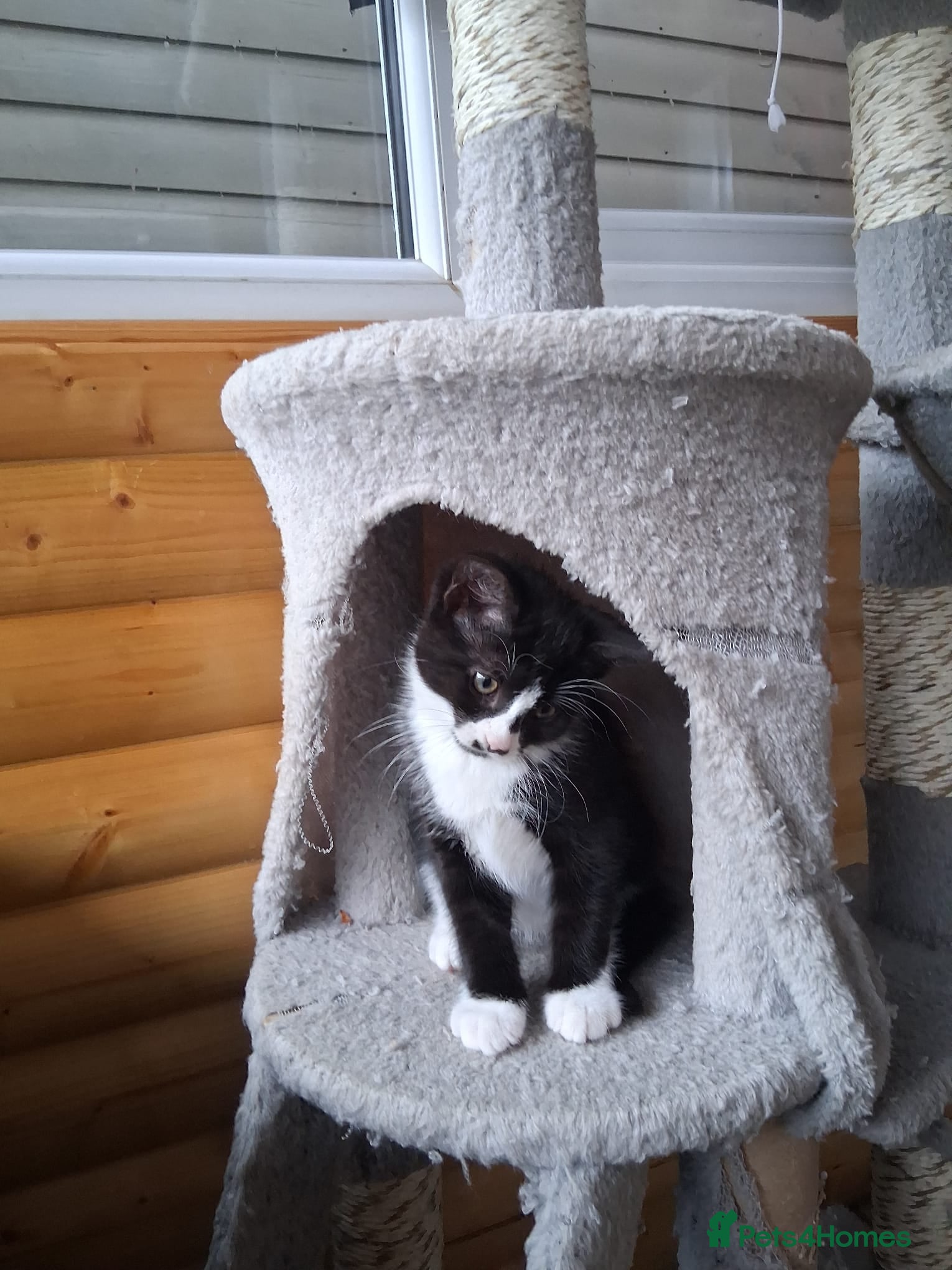 Mixed Breed cats for sale: 1 boy and 2 girls black and white ( tuxedo) - Advert 12