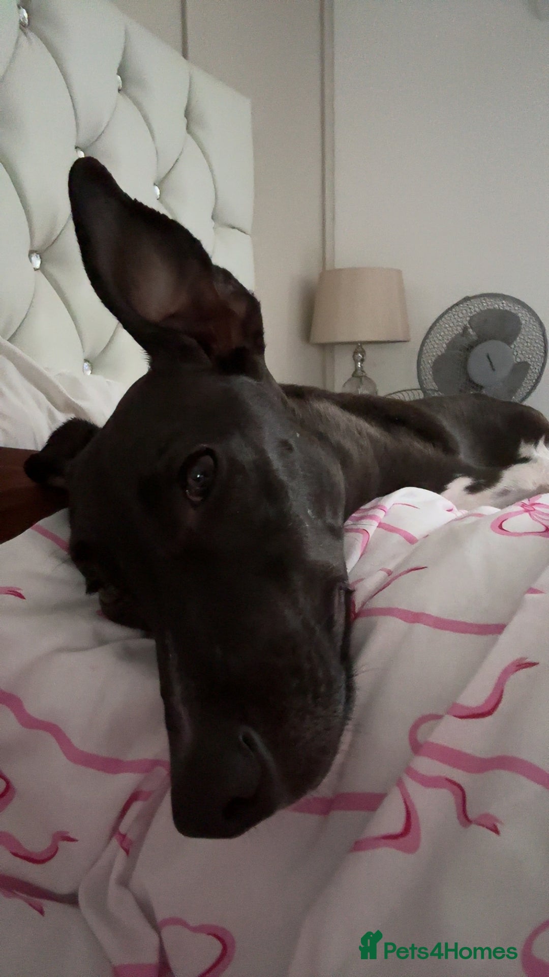 Whippet dogs for sale: Milo  - Advert 1