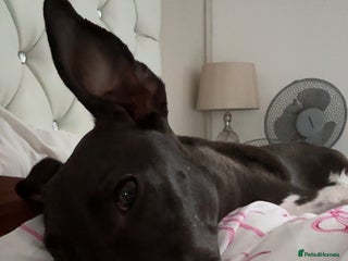 Whippet dogs Milo - Advert 2