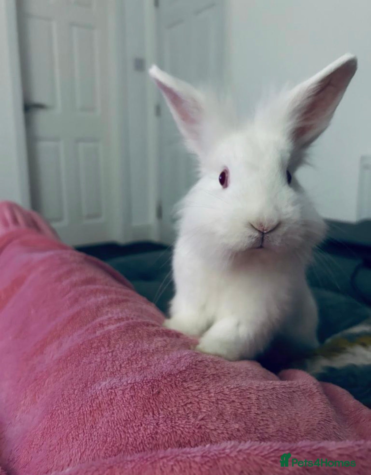 Lionhead rabbits Lionhead female rabbit  - Advert 4