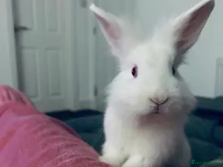 Lionhead rabbits Lionhead female rabbit - Advert 4