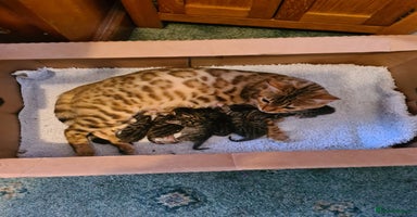 Bengal cats Kittens x bengal ready to leave  - Advert 5