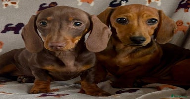 Miniature Dachshund dogs - Advert 12