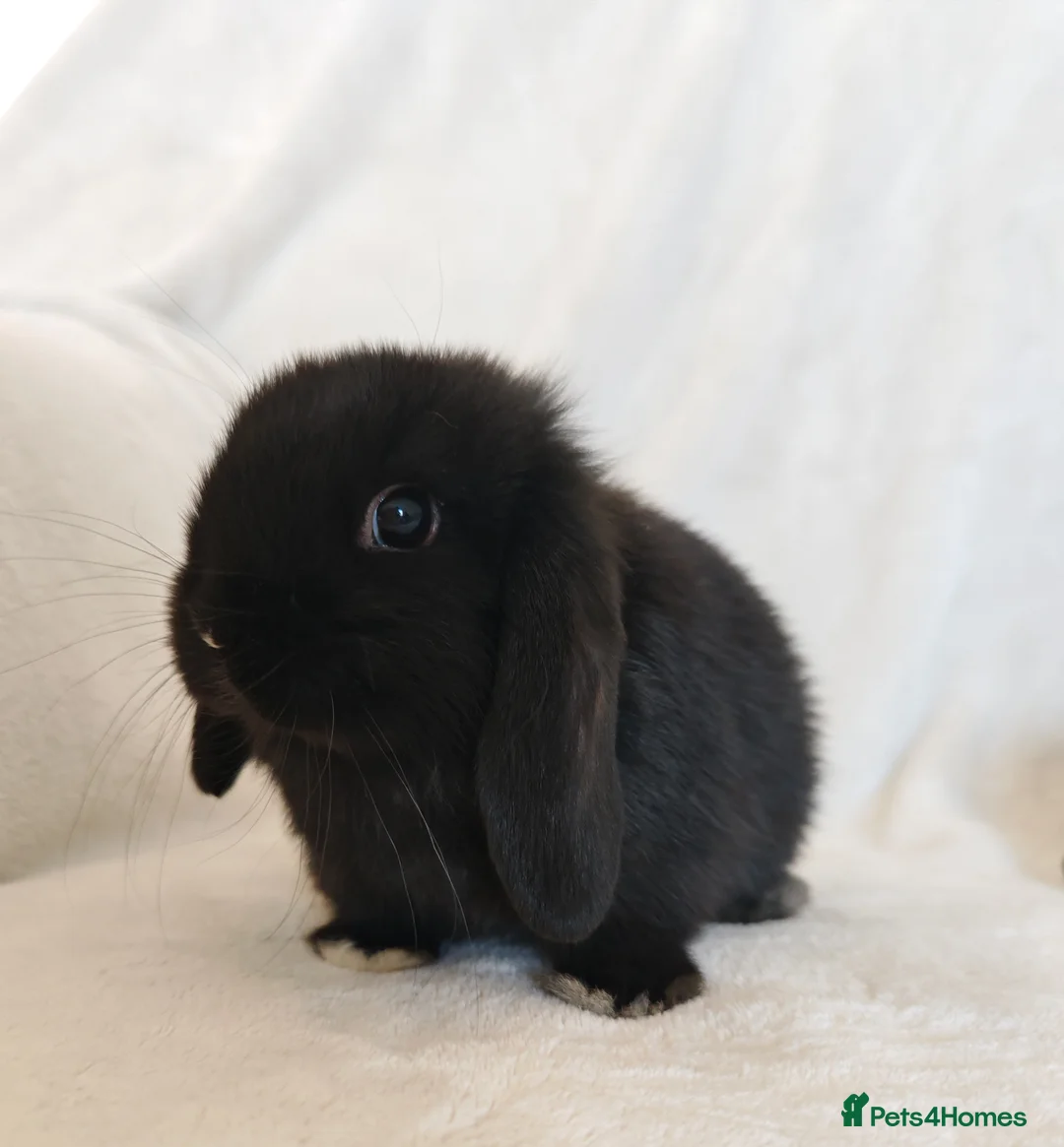 Mini Lop rabbits for sale: Beautiful Baby Mini Lop Bunnies  - Advert 2