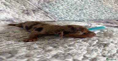 Miniature Dachshund dogs - Advert 7