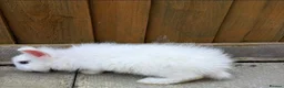 Mini Lop rabbits for sale: 3 calm lops for sale need gone urgently ready now - Advert 7
