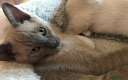 Tonkinese cats for sale: Superb Tonkdoll Kittens - Image 6