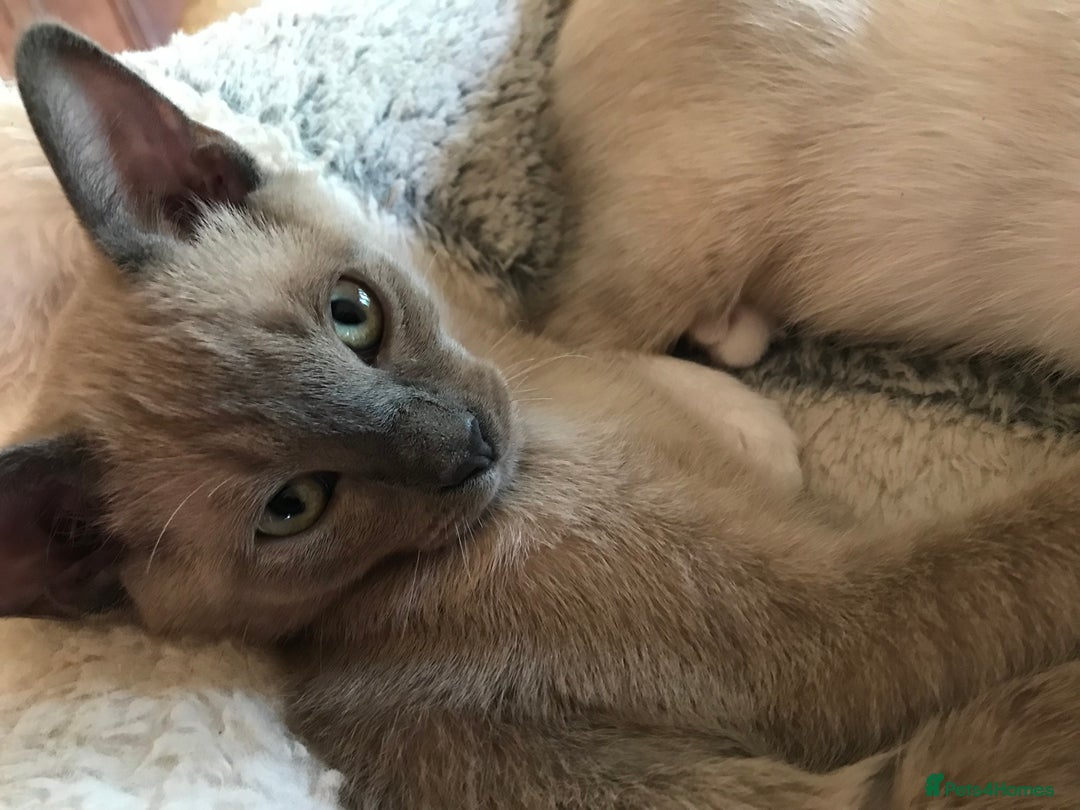 Tonkinese cats for sale: Superb Tonkdoll Kittens - Image 6
