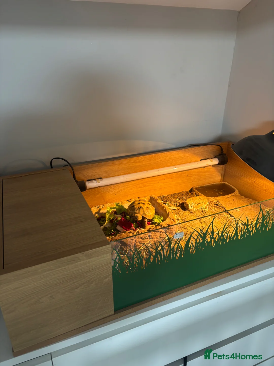 Tortoise reptiles for sale: Tortoise for sale in Wigton - Advert 2