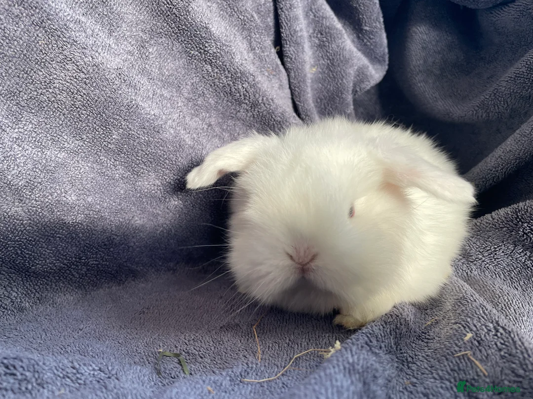 Mini Lop rabbits for sale: Mini lop bucks ready to reserve  - Advert 6