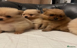 Pomeranian dogs for sale: Beautiful 🤩 Pomarenian puppies  - Image 10