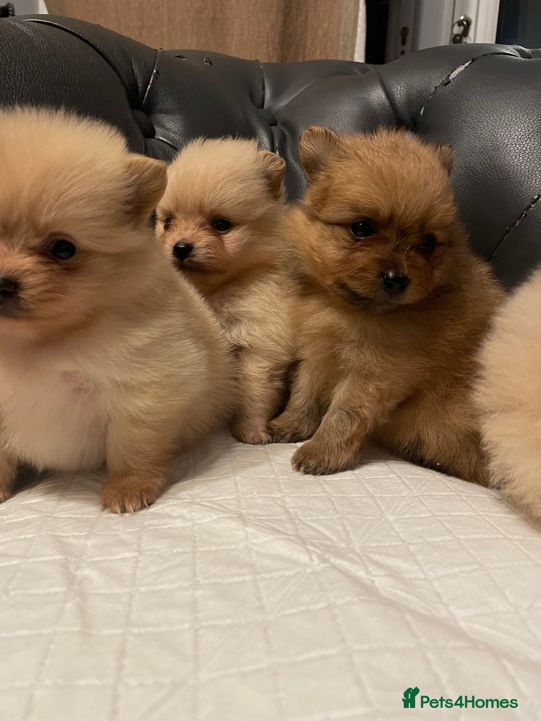Pomeranian dogs for sale: Beautiful 🤩 Pomarenian puppies  - Image 10