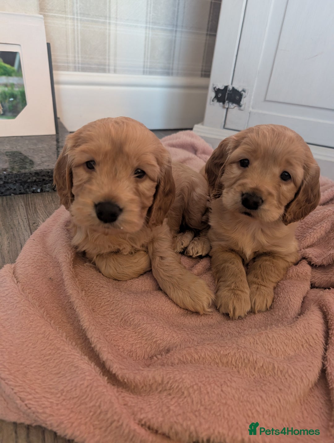 Cockapoo dogs for sale: Cockapoo x2 boys  - Advert 7