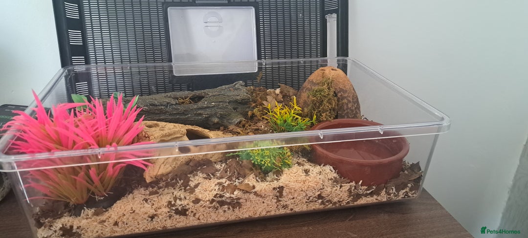 Corn Snake reptiles for sale: Corn snake and set up - Advert 4
