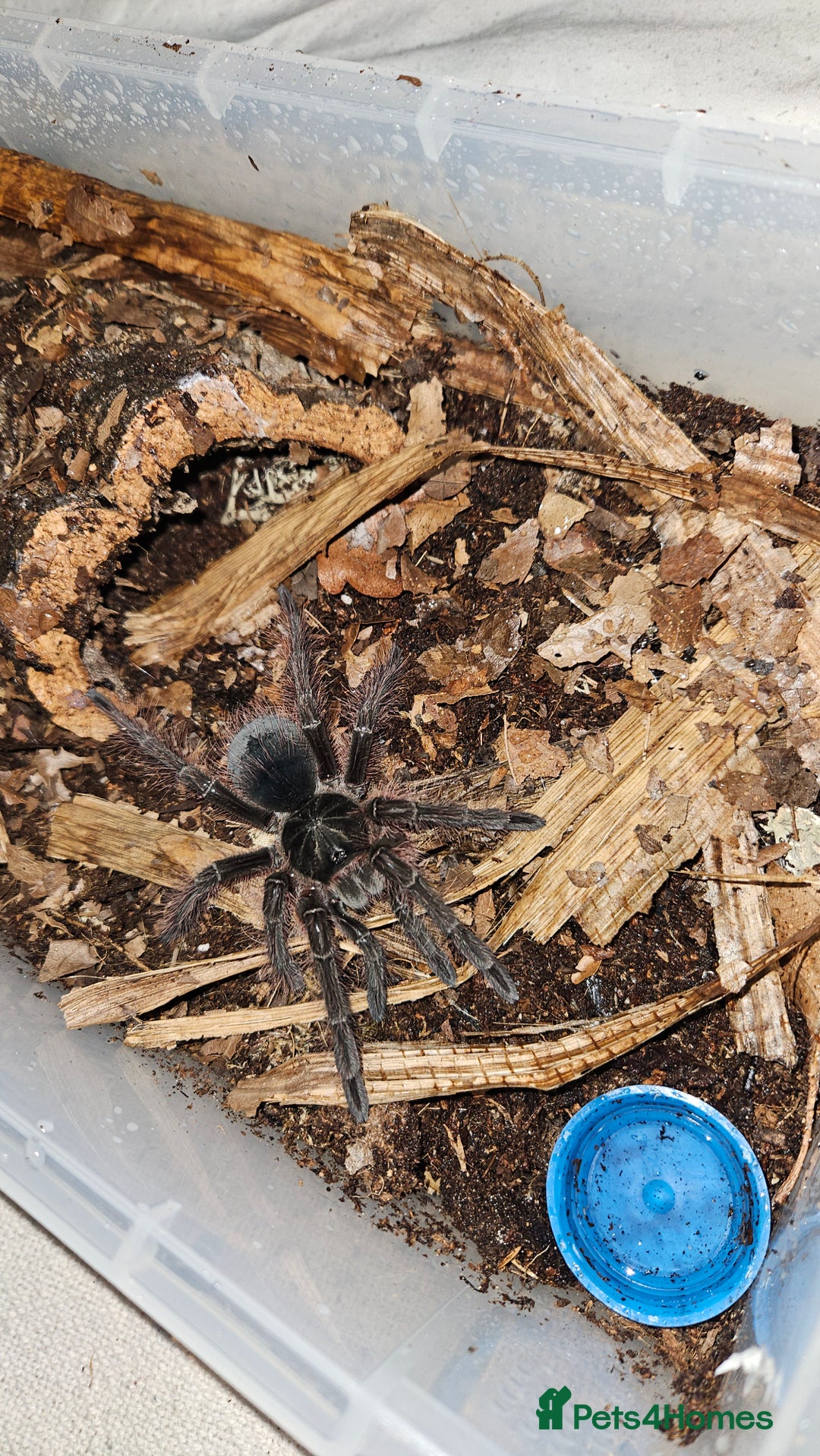 Tarantulas invertebrates for sale: 4 x Goliath Birdeaters For Sale  - Image 5
