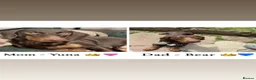 Dachshund dogs for sale: Beautiful Chocolate & Tan Dachshund Pups - Advert 2