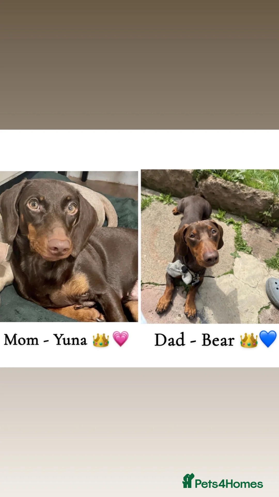 Dachshund dogs for sale: Beautiful Chocolate & Tan Dachshund Pups - Advert 2