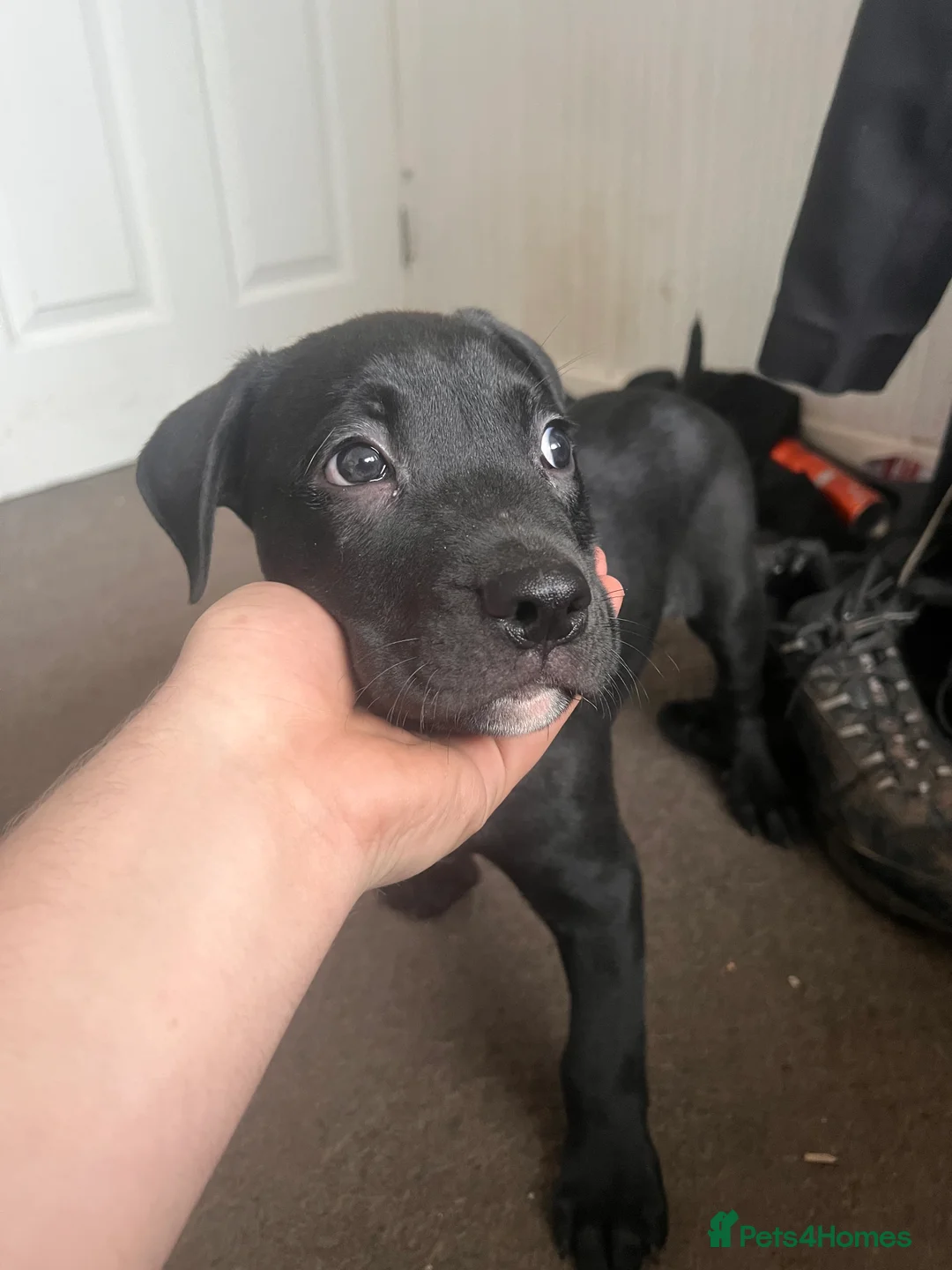 Mixed Breed dogs for sale: 8 Beautiful Mastiff x Staff x Black Mouth Cur Pups - Advert 24