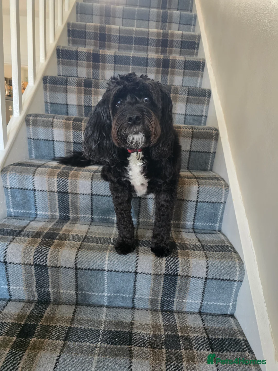 Mixed Breed dogs for adoption: Excellent home required  - Advert 2