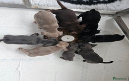 Frug dogs for sale: Beautiful Frug Babies 😍 - Image 1