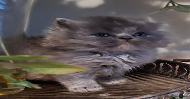 Persian cats - Advert 13