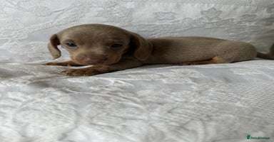 Miniature Dachshund dogs - Advert 11