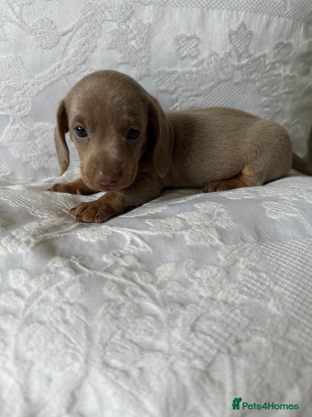 Miniature Dachshund dogs for sale: KC  miniature  dachshunds  - Image 2