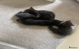Russian Blue cats for sale: Russian blue cross bengal kittens - Image 18