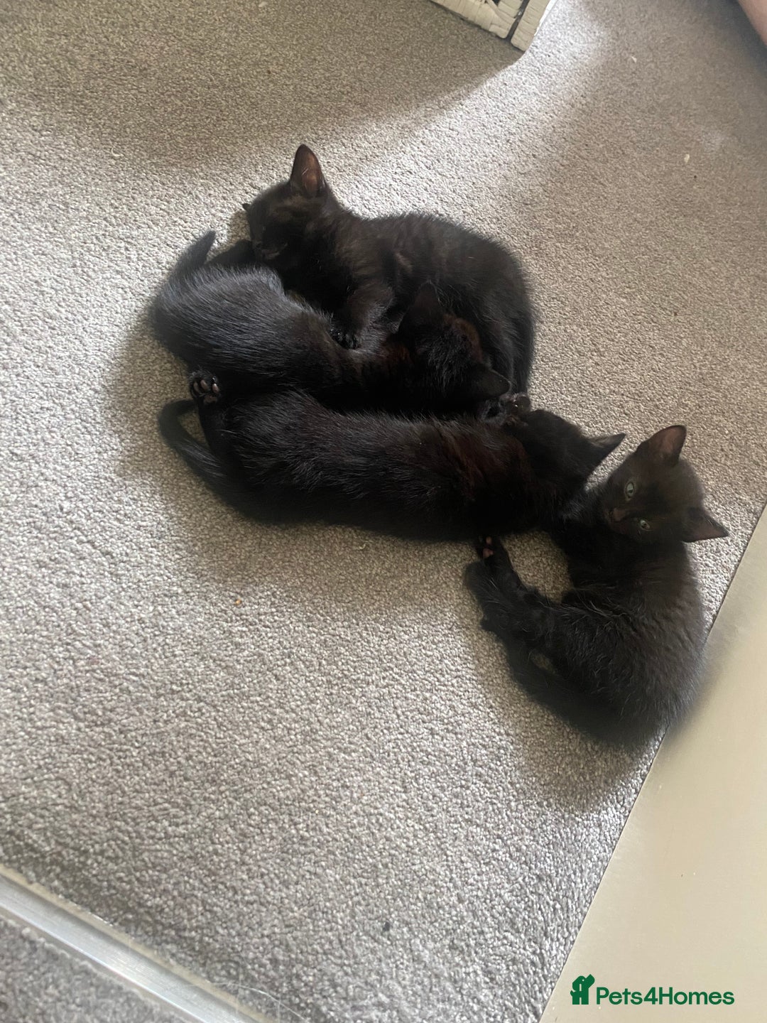 Russian Blue cats for sale: Russian blue cross bengal kittens - Image 18