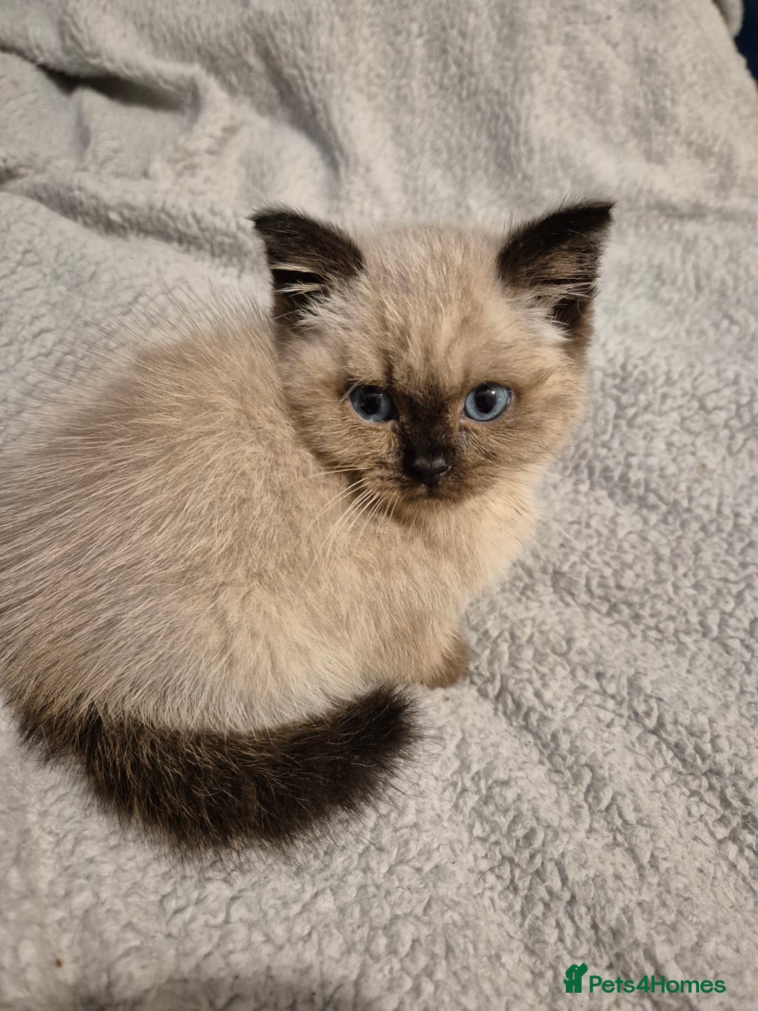 Snowshoe cats for sale: Pedigree Tica reg seal point snowshoe boy  - Advert 7