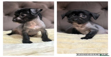 Chinese Crested dogs - Advert 6