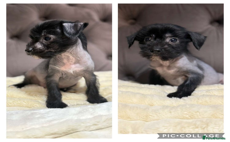 Chinese Crested dogs - Advert 1