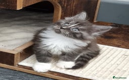 Maine Coon cats for sale: Pedigree GCCF Maine Coon Kitten available  - Image 12