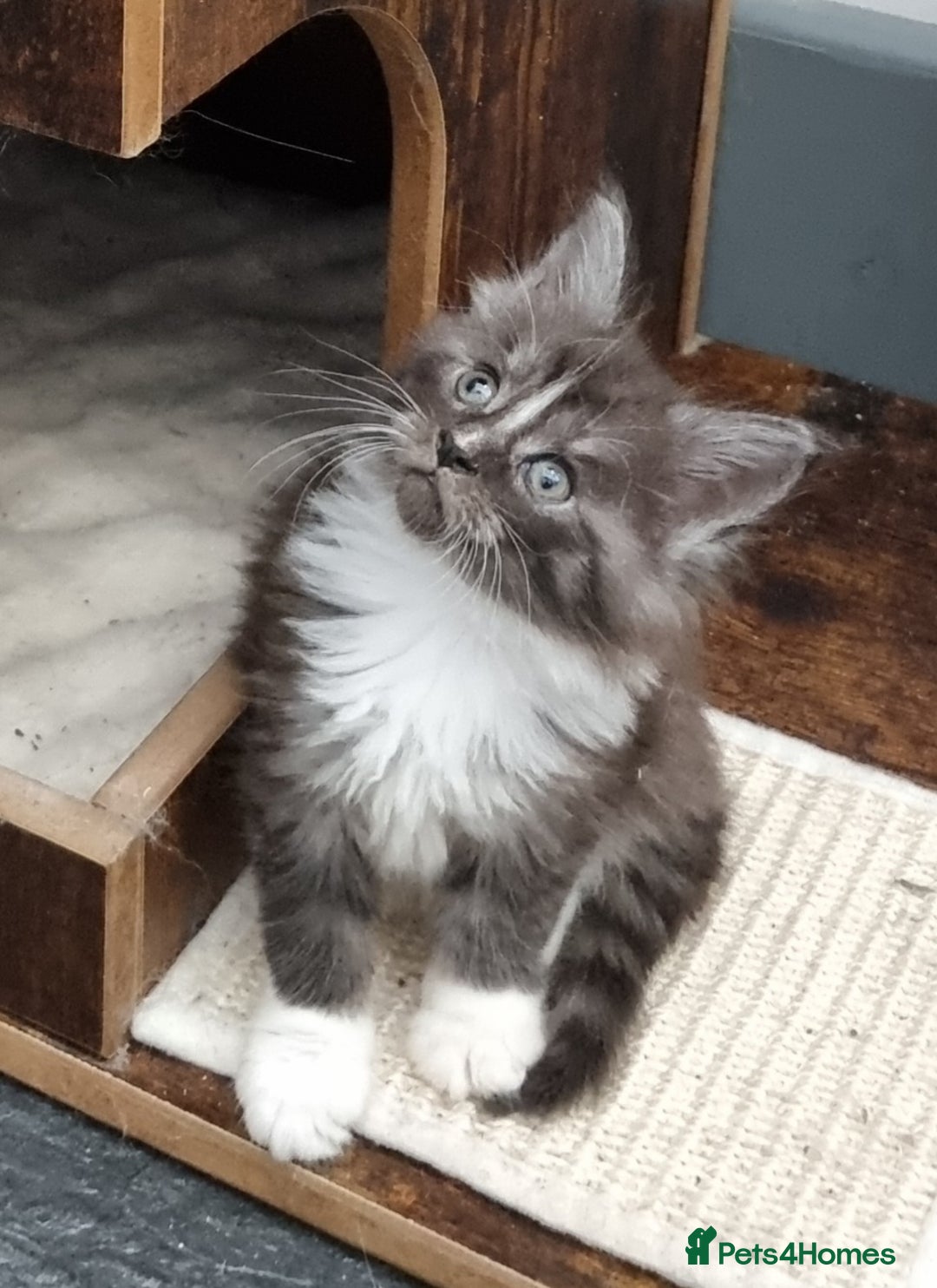 Maine Coon cats for sale: Pedigree GCCF Maine Coon Kitten available  - Image 12