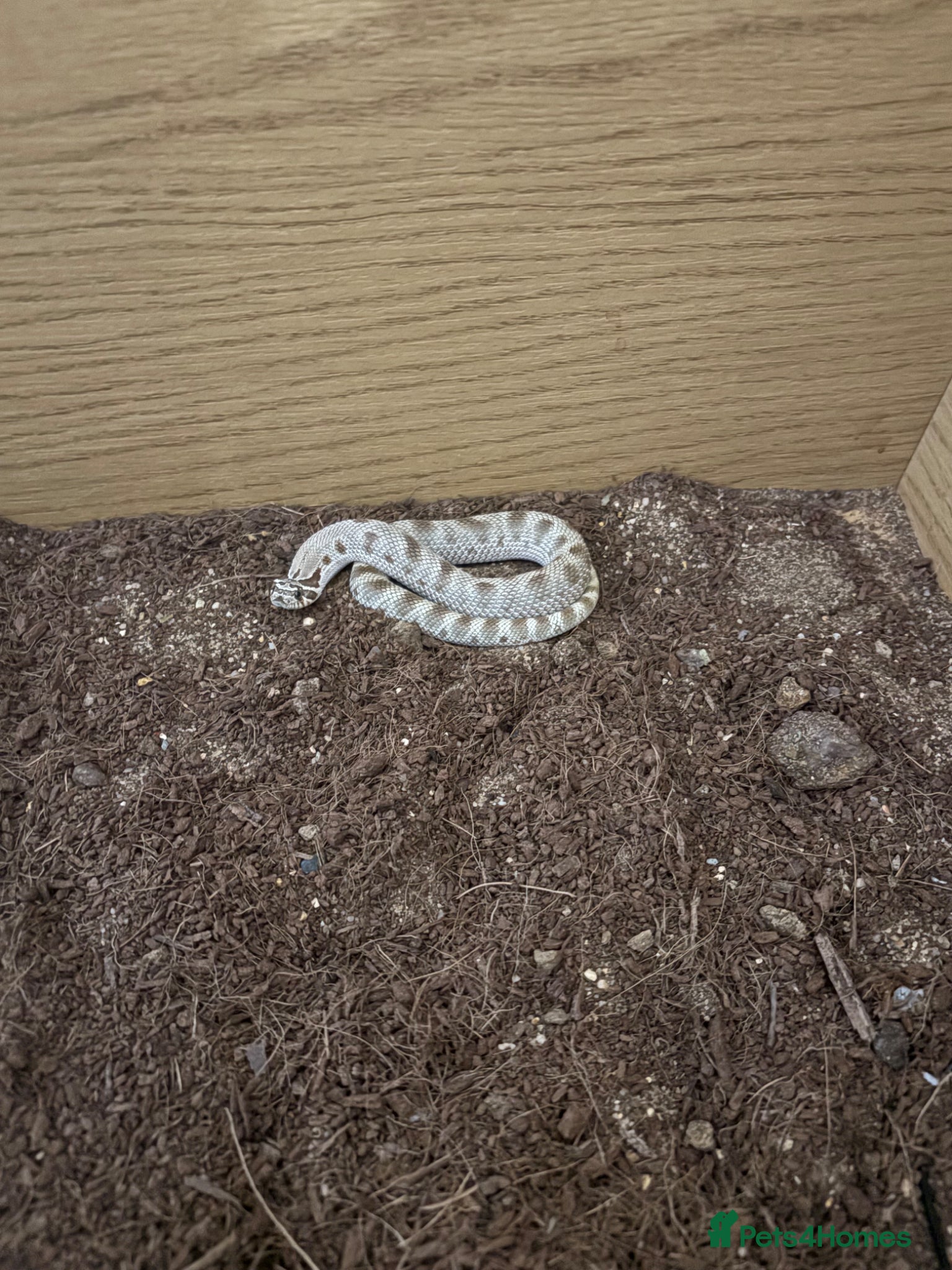 Snake reptiles for sale: Caramel hognose snake  in Scunthorpe - Advert 3