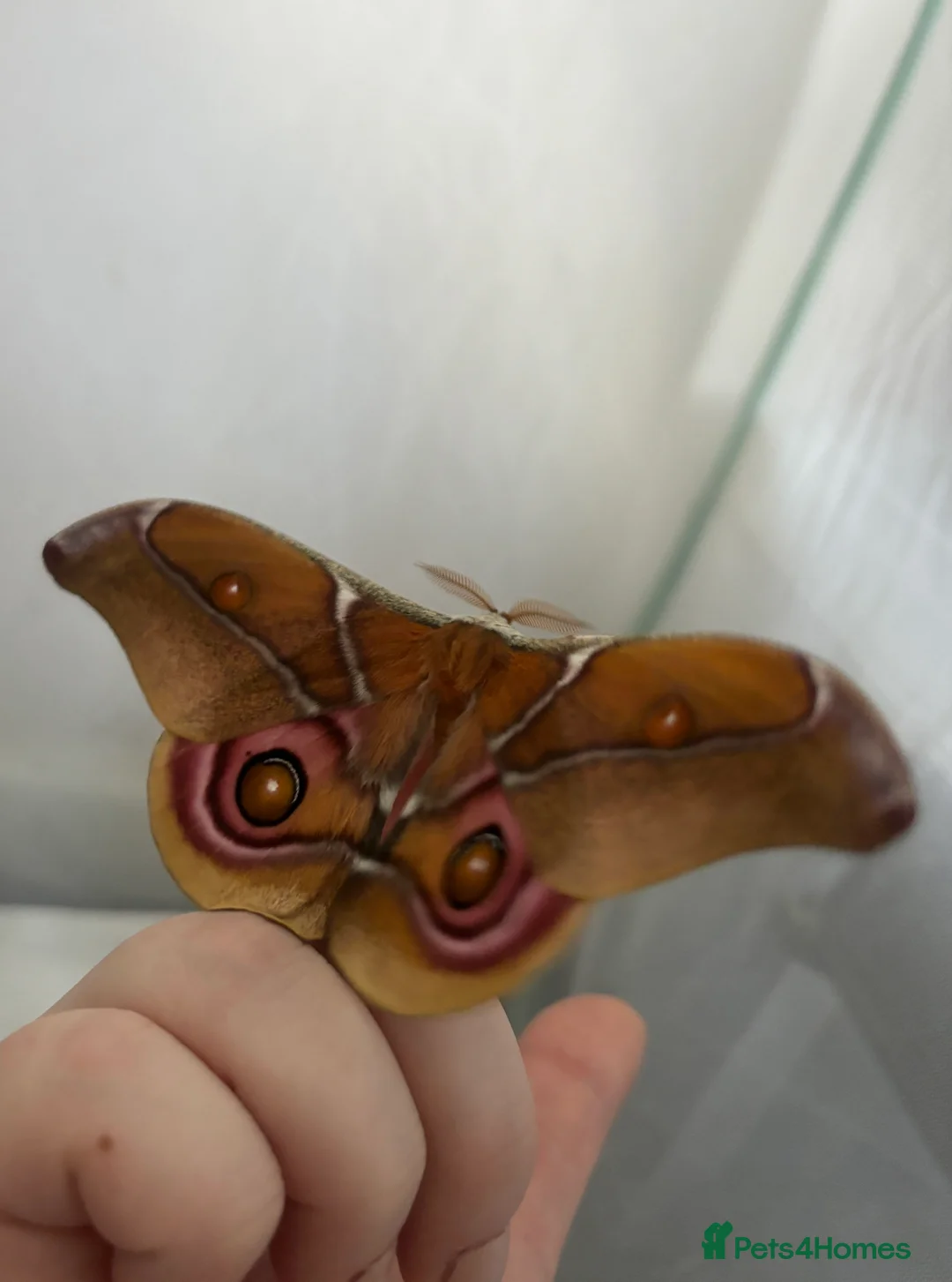 Mixed Breed invertebrates for sale: Madagascan bullseye eggs  - Advert 6