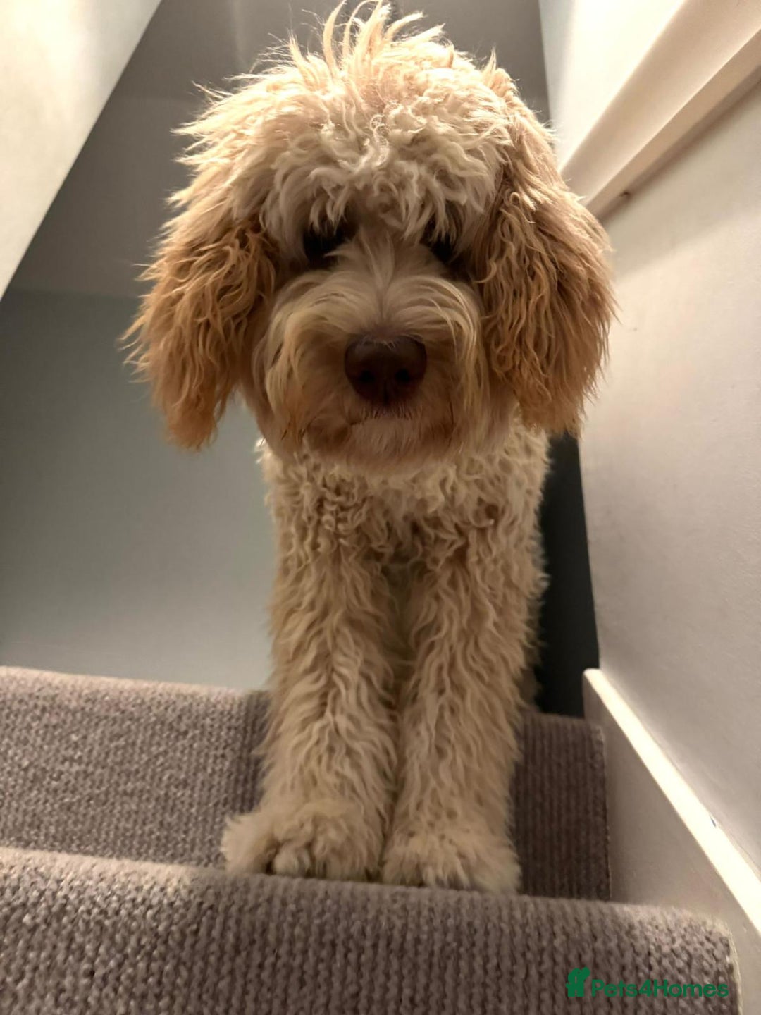 Mixed Breed dogs for sale: Gentle Giant Bernedoodles - Image 5