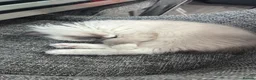 Ragdoll cats for sale: Male blue point mitted ragdoll kitten 10 weeks old - Advert 3