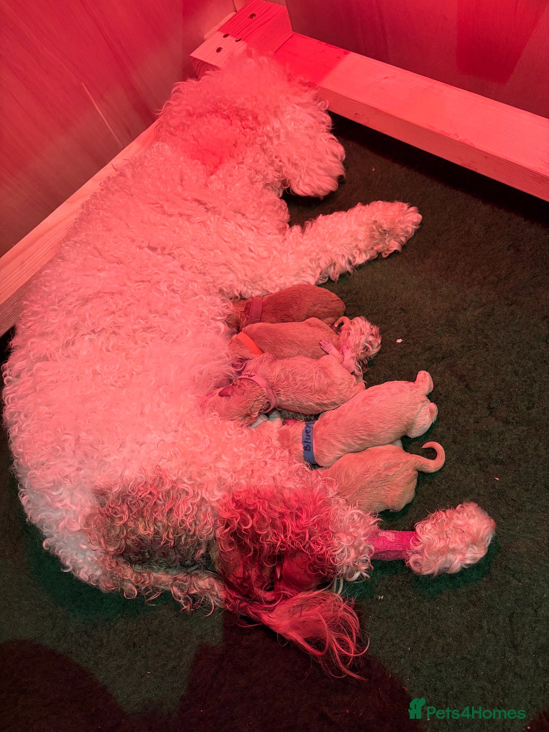 Poochon dogs for sale: Miniature Poochon puppies ready mid February - Advert 4