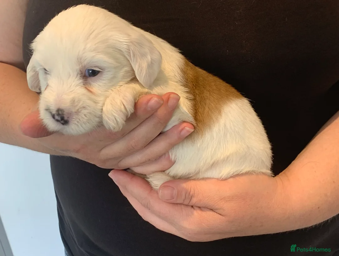 Tibetan Terrier dogs for sale: Beautiful KC registered Tibetan Terriers - Advert 2