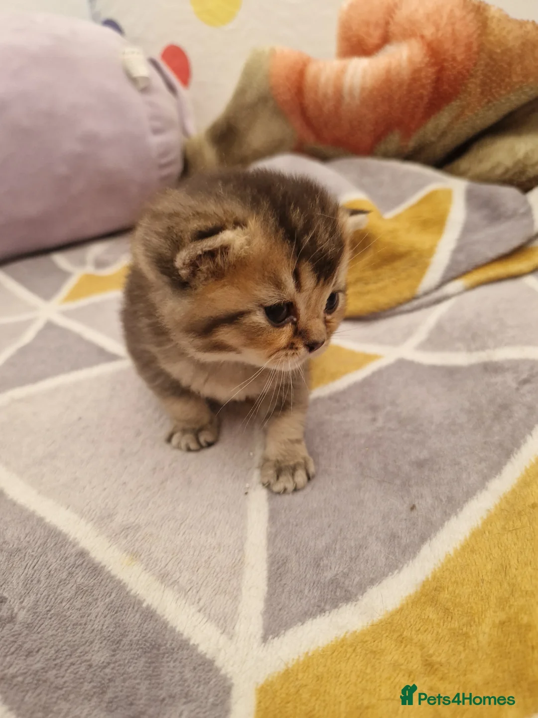British Shorthair cats for sale: Mum Scottish straight and Dad British shorthair in Boston - Advert 2